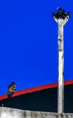 Uçan akbaba kartal mavi gökyüzündeki yırtıcı kuş Zicatela Puerto Escondido Oaxaca 'daki çatı kulesinde oturuyor..