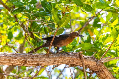 Büyük kuyruklu Grackle kuşu, Playa del Carmen Quintana Roo Meksika 'da tropikal doğada palapa yaprak dalları çatısında oturur..