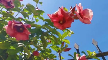 Zicatela Puerto Escondido Oaxaca Meksika 'da kırmızı çiçekli tropik ağaç bitkisi..