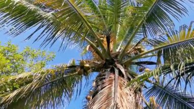 Zicatela Puerto Escondido Oaxaca Meksika 'da Hindistan cevizi ve mavi gökyüzü arka planlı tropik doğal Meksika palmiyesi..