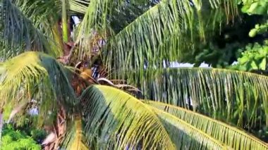 Zicatela Puerto Escondido Oaxaca Meksika 'da Hindistan cevizi ve mavi gökyüzü arka planlı tropik doğal Meksika palmiyesi..