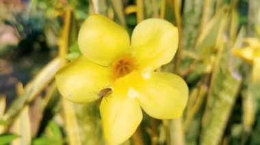 Yellow beautiful tropical flowers and plants in Zicatela Puerto Escondido Oaxaca Mexico.