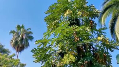 Zicatela Puerto Escondido Meksika 'da tropikal doğada güzel papaya ağacı.