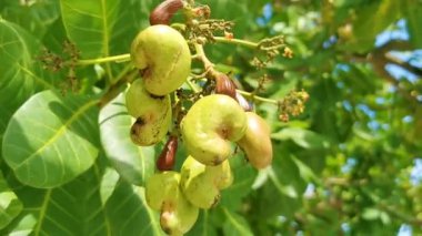 Meksika 'daki Zicatela Puerto Escondido Oaxaca' da olgunlaşmış meyve ve fındıklarla dolu kaju ağacı Anacardium bataryası..