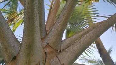 Zicatela Puerto Escondido Oaxaca Meksika 'da Hindistan cevizi ve mavi gökyüzü arka planlı tropik doğal Meksika palmiyesi..