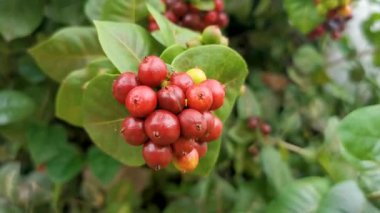 Meksika 'da Zicatela Puerto Escondido Oaxaca' daki tropikal çalı ağacında kırmızı meyve meyveleri..