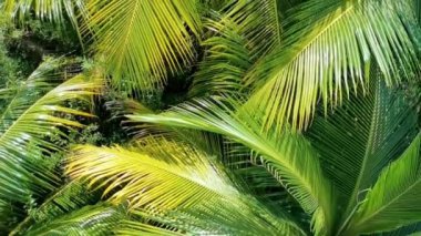 Zicatela Puerto Escondido Oaxaca Meksika 'da Hindistan cevizi ve mavi gökyüzü arka planlı tropik doğal Meksika palmiyesi..