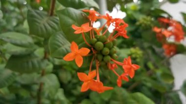 Kırmızı turuncu ve sarı çiçek çiçekleri ve bitkiler tropikal bahçe ormanlarında ve Zicatela Puerto Escondido Oaxaca Meksika 'da.