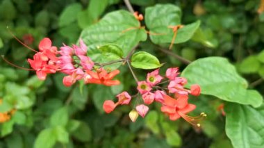 Zicatela Puerto Escondido Oaxaca Meksika 'da kırmızı çiçekli tropik ağaç bitkisi..
