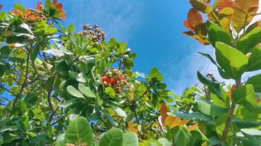 Meksika 'daki Zicatela Puerto Escondido Oaxaca' da olgunlaşmış meyve ve fındıklarla dolu kaju ağacı Anacardium bataryası..