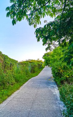 Playa del Carmen Quintana Roo Meksika 'daki tropikal doğa ormanında yol ve patika.
