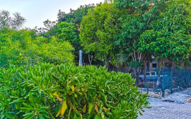 Playa del Carmen Quintana Roo Mexico 'da ağaçlarla ve bitkilerle dolu güzel tropikal doğa ormanı ve ormanı..