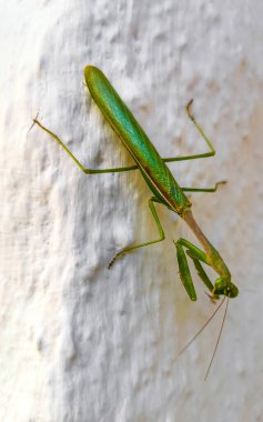 Mazunte Oaxaca Meksika 'da beyaz bir duvarda oturan yeşil peygamberdevesi böceği..