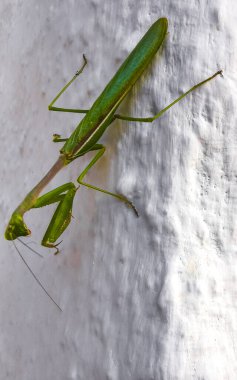 Mazunte Oaxaca Meksika 'da beyaz bir duvarda oturan yeşil peygamberdevesi böceği..