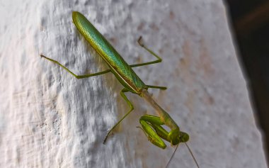 Mazunte Oaxaca Meksika 'da beyaz bir duvarda oturan yeşil peygamberdevesi böceği..