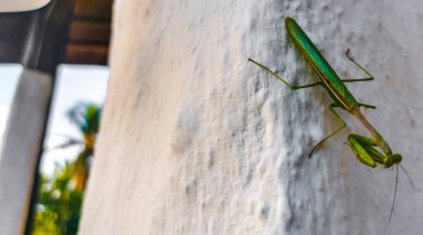 Mazunte Oaxaca Meksika 'da beyaz bir duvarda oturan yeşil peygamberdevesi böceği..