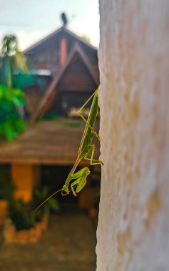 Mazunte Oaxaca Meksika 'da beyaz bir duvarda oturan yeşil peygamberdevesi böceği..