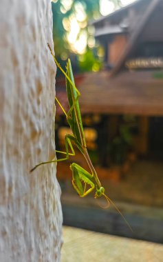 Mazunte Oaxaca Meksika 'da beyaz bir duvarda oturan yeşil peygamberdevesi böceği..