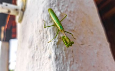 Mazunte Oaxaca Meksika 'da beyaz bir duvarda oturan yeşil peygamberdevesi böceği..