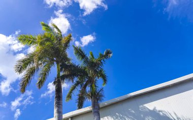Playa del Carmen Quintana Roo Mexico 'da mavi gökyüzü arka planına sahip güzel tropikal palmiye ağaçları..