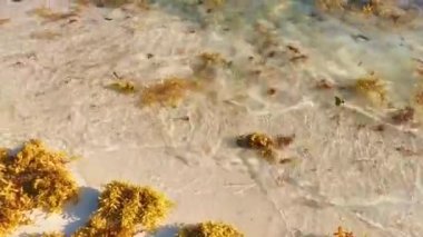 Güzel Karayip plajı tamamen kirli ve pis Playa del Carmen Quintana Roo Meksika 'daki iğrenç yosun sargazo sorunu.
