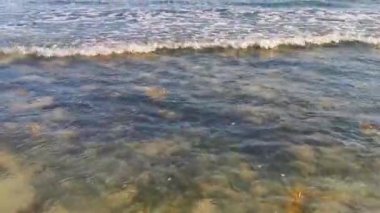 Taşlar kayalar ve mercanlar deniz yosunlu sargazo turkuaz yeşili ve mavi su Playa del Carmen Quintana Roo Meksika sahilinde.