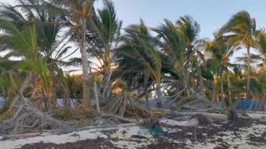 Playa del Carmen Meksika 'da berrak turkuaz mavi suyu ve palmiye ağaçları olan tropik Meksika Karayip sahili manzarası..