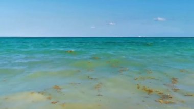 Güzel Karayip plajı tamamen kirli ve pis Playa del Carmen Quintana Roo Meksika 'daki iğrenç yosun sargazo sorunu.