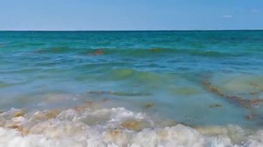 Güzel Karayip plajı tamamen kirli ve pis Playa del Carmen Quintana Roo Meksika 'daki iğrenç yosun sargazo sorunu.