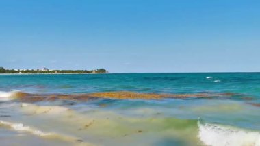 Güzel Karayip plajı tamamen kirli ve pis Playa del Carmen Quintana Roo Meksika 'daki iğrenç yosun sargazo sorunu.