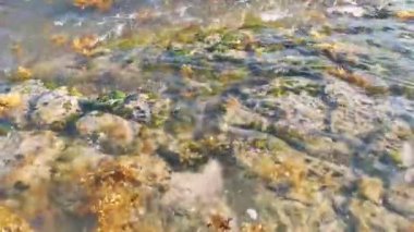 Taşlar kayalar ve mercanlar deniz yosunlu sargazo turkuaz yeşili ve mavi su Playa del Carmen Quintana Roo Meksika sahilinde.