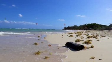 Playa del Carmen Quintana Roo Mexico 'daki tropikal ormandaki kumsalda eski bir ağaç gövdesi dalı..