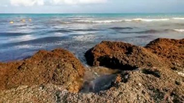 Güzel Karayip plajı tamamen kirli ve pis Playa del Carmen Quintana Roo Meksika 'daki iğrenç yosun sargazo sorunu.