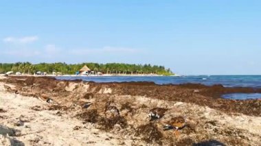 Playa del Carmen Quintana Roo Meksika 'da tropikal Meksika sahilinde iğrenç sargazo yiyen turunç kuşu, kum çulluğu erkek kuş çulluğu dişi kuş kuşu..