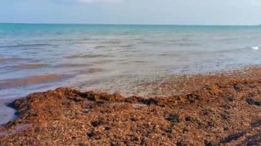 Güzel Karayip plajı tamamen kirli ve pis Playa del Carmen Quintana Roo Meksika 'daki iğrenç yosun sargazo sorunu.