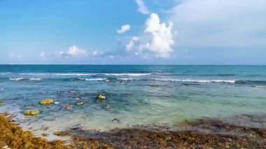 Playa del Carmen Quintana Roo Meksika 'da berrak turkuaz mavi su ve yosun yosunu otları ile tropik Karayip sahili manzarası.
