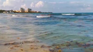 Güzel Karayip plajı tamamen kirli ve pis Playa del Carmen Quintana Roo Meksika 'daki iğrenç yosun sargazo sorunu.
