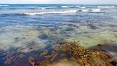 Güzel Karayipler plajı tamamen kirli ve pis yosun sargazo problemi Playa del Carmen Quintana Roo Meksika 'da sarı kahverengi su dalgaları.