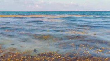 Güzel Karayip plajı tamamen kirli ve pis Playa del Carmen Quintana Roo Meksika 'daki iğrenç yosun sargazo sorunu.