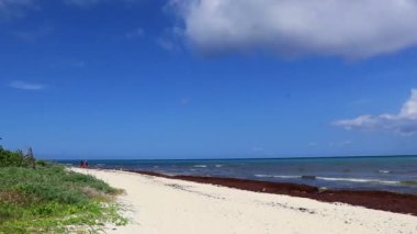 Palmiye ağaçları, tropikal orman Karayip plajı ve Playa del Carmen Quintana Roo Meksika 'da harabeler..