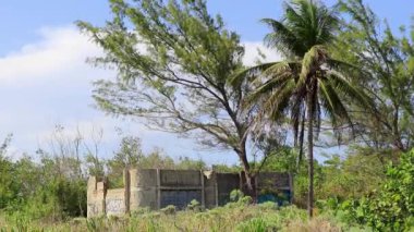 Palmiye ağaçları, tropikal orman Karayip plajı ve Playa del Carmen Quintana Roo Meksika 'da harabeler..