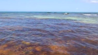 Güzel Karayip plajı tamamen kirli ve pis Playa del Carmen Quintana Roo Meksika 'daki iğrenç yosun sargazo sorunu.