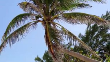 Playa del Carmen Quintana Roo Meksiko 'da mavi gökyüzü ve orman ormanlarında bitki ağaçları ve köknar ağaçları olan tropik Meksika Karayip plajı doğası..