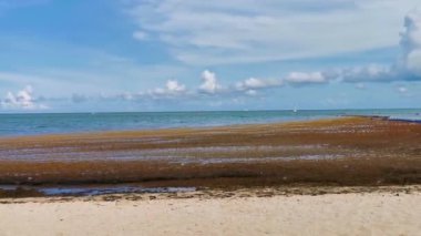 Güzel Karayip plajı tamamen kirli ve pis Playa del Carmen Quintana Roo Meksika 'daki iğrenç yosun sargazo sorunu.