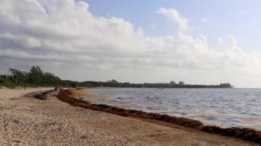Güzel Karayip plajı tamamen kirli ve pis Playa del Carmen Quintana Roo Meksika 'daki iğrenç yosun sargazo sorunu.