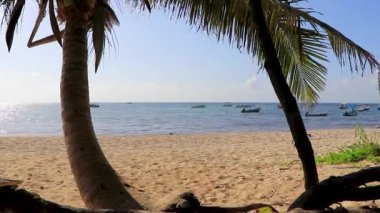 Playa del Carmen Meksika 'da berrak turkuaz mavi suyu ve palmiye ağaçları olan tropik Meksika Karayip sahili manzarası..