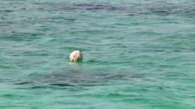 Güzel mavi ve turkuaz su dalgaları okyanus ve sarı turuncu şamandıra şamandıraları Quintana Roo Mexico 'daki Playa del Carmen' in sularında ip ve ağlar..