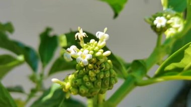 Noni meyvesi, Playa del Carmen Quintana Roo Mexico 'da karıncaların sevdiği çiçeklerle Morinda Kalesi..