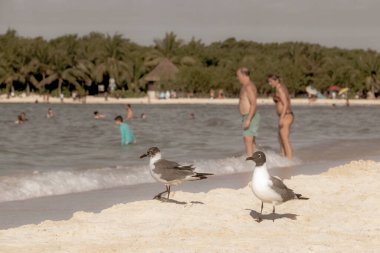 Martı martıları deniz kuşları Playa del Carmen Quintana Roo Meksika 'da beyaz kumsalda yürüyor..