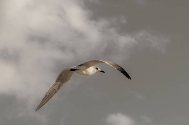Flying seagull bird with blue sky background with clouds in Playa del Carmen Quintana Roo Mexico.